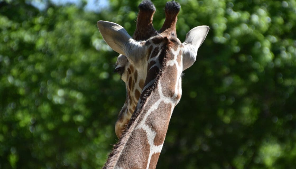 Fort Worth Zoo with kids — giraffe viewed from behind in the outdoor exhibit under Texas sky