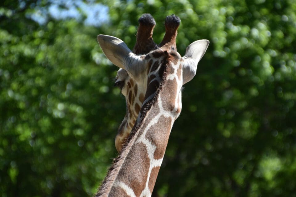 Fort Worth Zoo with kids — giraffe viewed from behind in the outdoor exhibit under Texas sky