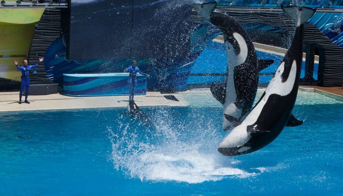 Orcas performing mid-air jumps during a daytime show at a marine park, similar to the SeaWorld San Antonio orca and dolphin experience