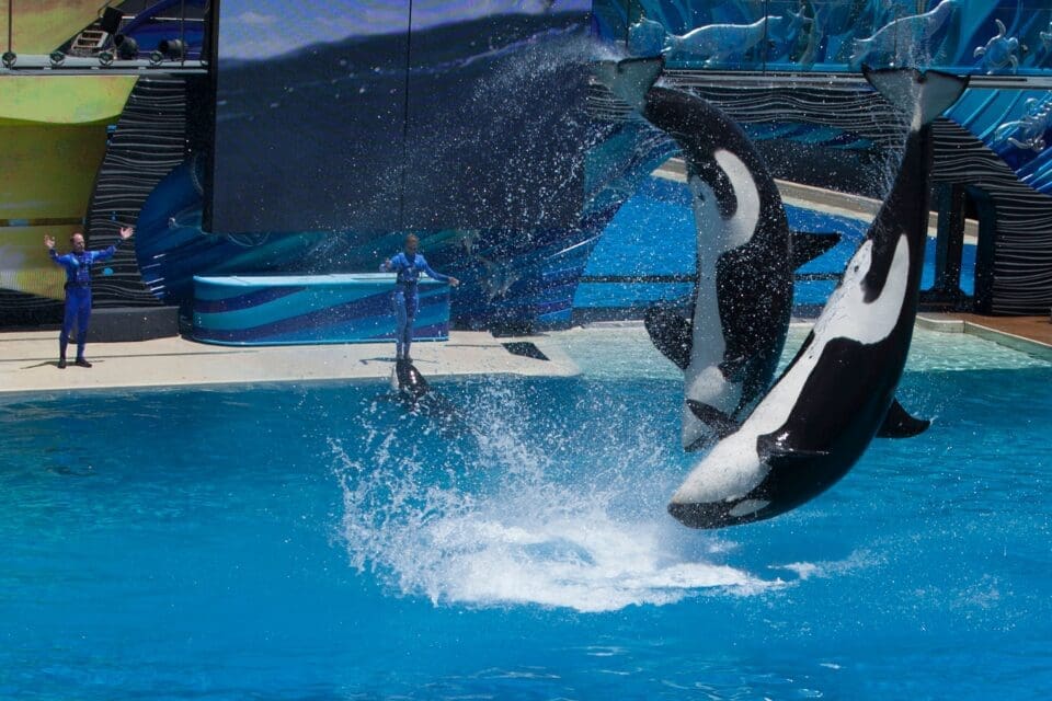 Orcas performing mid-air jumps during a daytime show at a marine park, similar to the SeaWorld San Antonio orca and dolphin experience