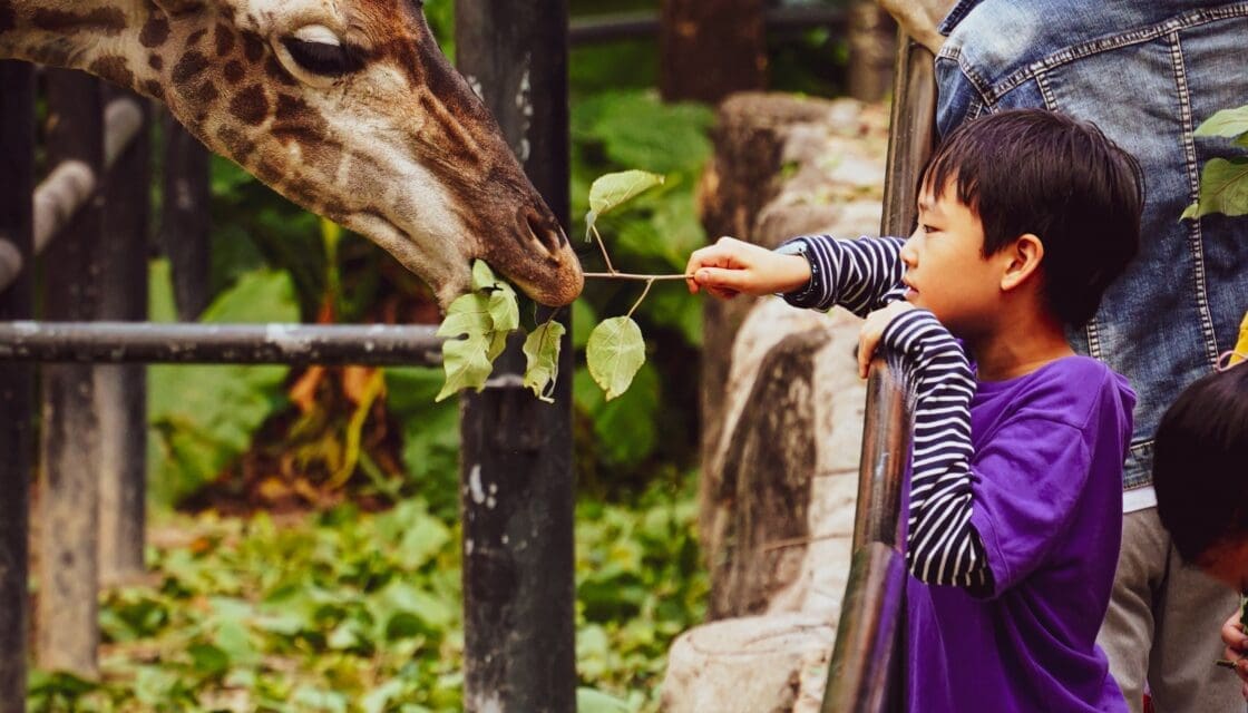Child feeding a giraffe at a Texas zoo