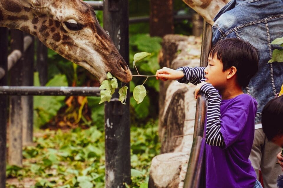 Child feeding a giraffe at a Texas zoo
