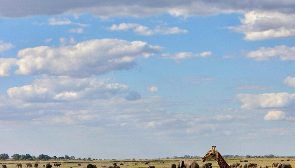 Giraffes and an elephant herd roaming a wide African savanna under a dramatic sky, evoking the animals visitors can see at the Dallas Zoo