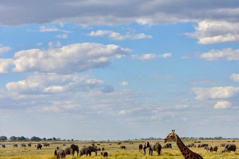 Giraffes and an elephant herd roaming a wide African savanna under a dramatic sky, evoking the animals visitors can see at the Dallas Zoo