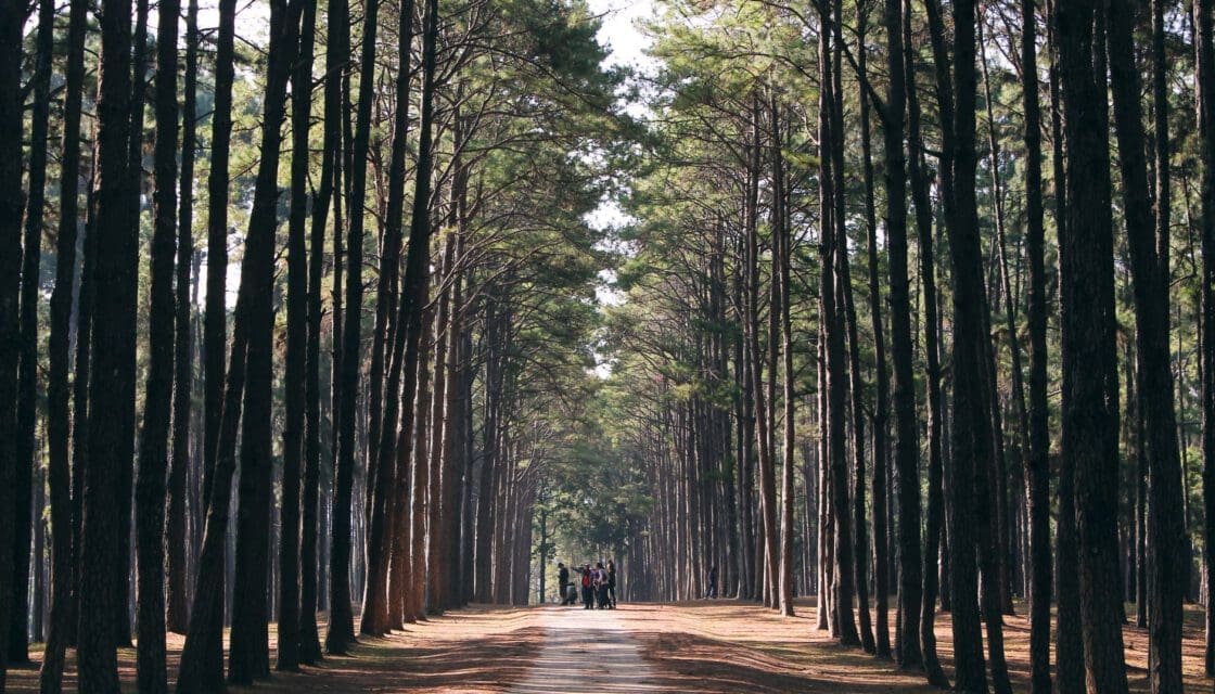 Bastrop State Park with kids — tall pine trees lining a quiet forest path in morning light