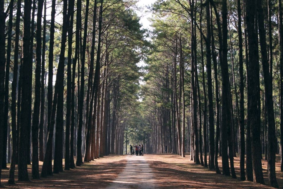 Bastrop State Park with kids — tall pine trees lining a quiet forest path in morning light
